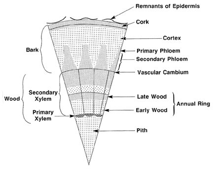 Figure 1. Cross section of a woody plant stem.