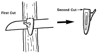 Figure 12. Removing the bark shield with the bud attached.