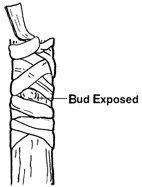 Figure 14. Wrapped bud.