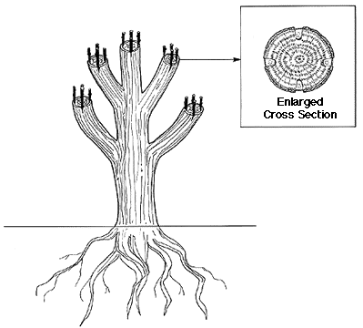 Figure 21. Top-worked tree.