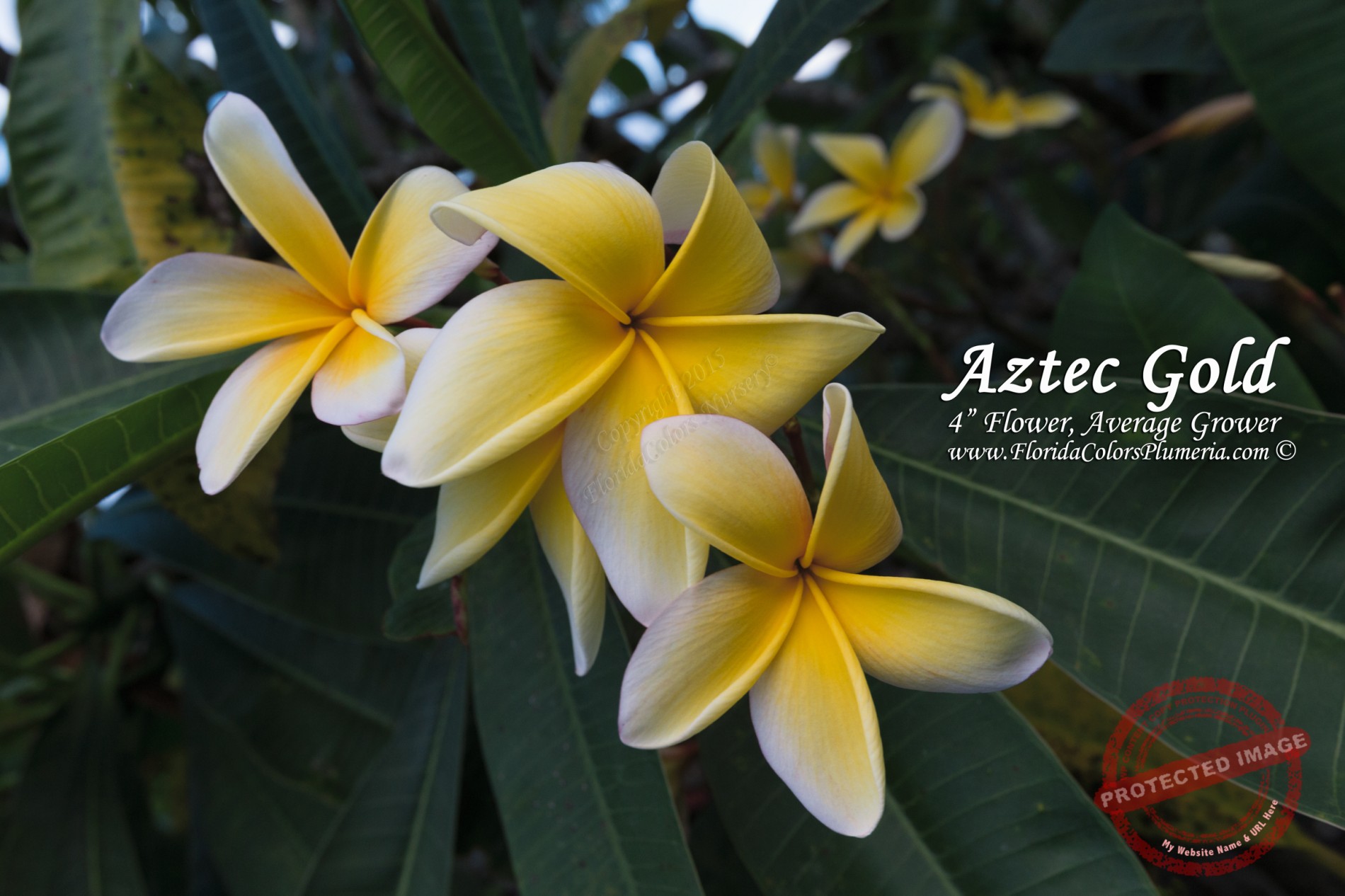 Aztec Gold - How to Grow Plumeria