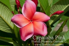 Capalaba-Pink_3290.jpg