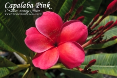 Capalaba-Pink_6760.jpg