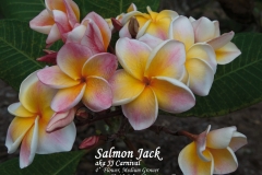 Salmon-Jack---Carnival_8905.jpg