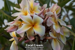 Coral-Cream_8686.jpg