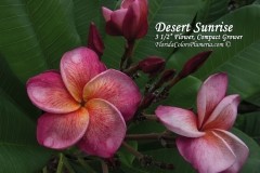 Desert-Sunrise_1783.jpg Desert-Sunrise_1783.jpg