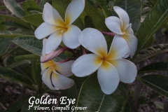 Golden-Eye_0551.jpg