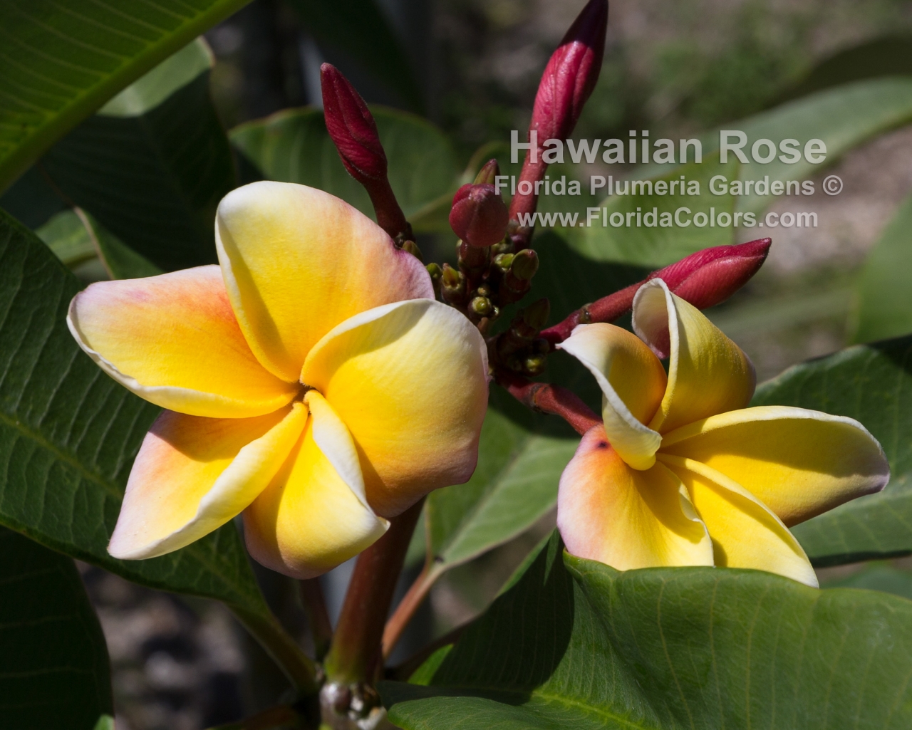 Hawaiian-Rose_1113.jpg