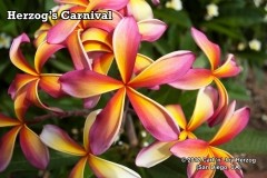 Herzog_s Carnival.jpg