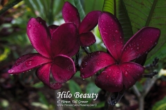 Hilo-Beauty_9699.jpg