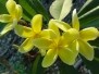 Inca Gold