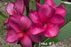 Irma-5_6116.jpg