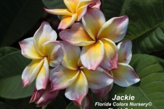 Jackie_3071.jpg