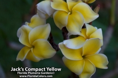 Jacks-Compact-Yellow_8751.jpg