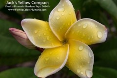Jacks-Yellow-Compact_7048.jpg Jacks-Yellow-Compact_7048.jpg
