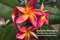 Jeannie-Moragne_1629.jpg