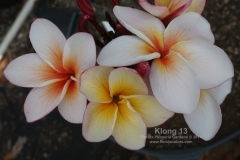 Klong13_MG_9072.jpg
