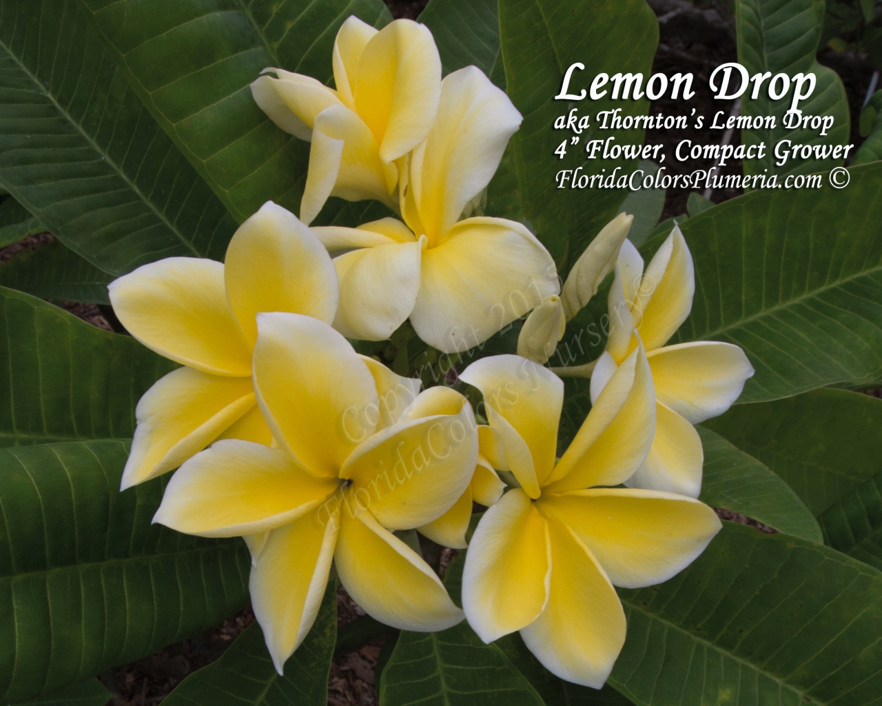 Lemon-Drop_1671.jpg
