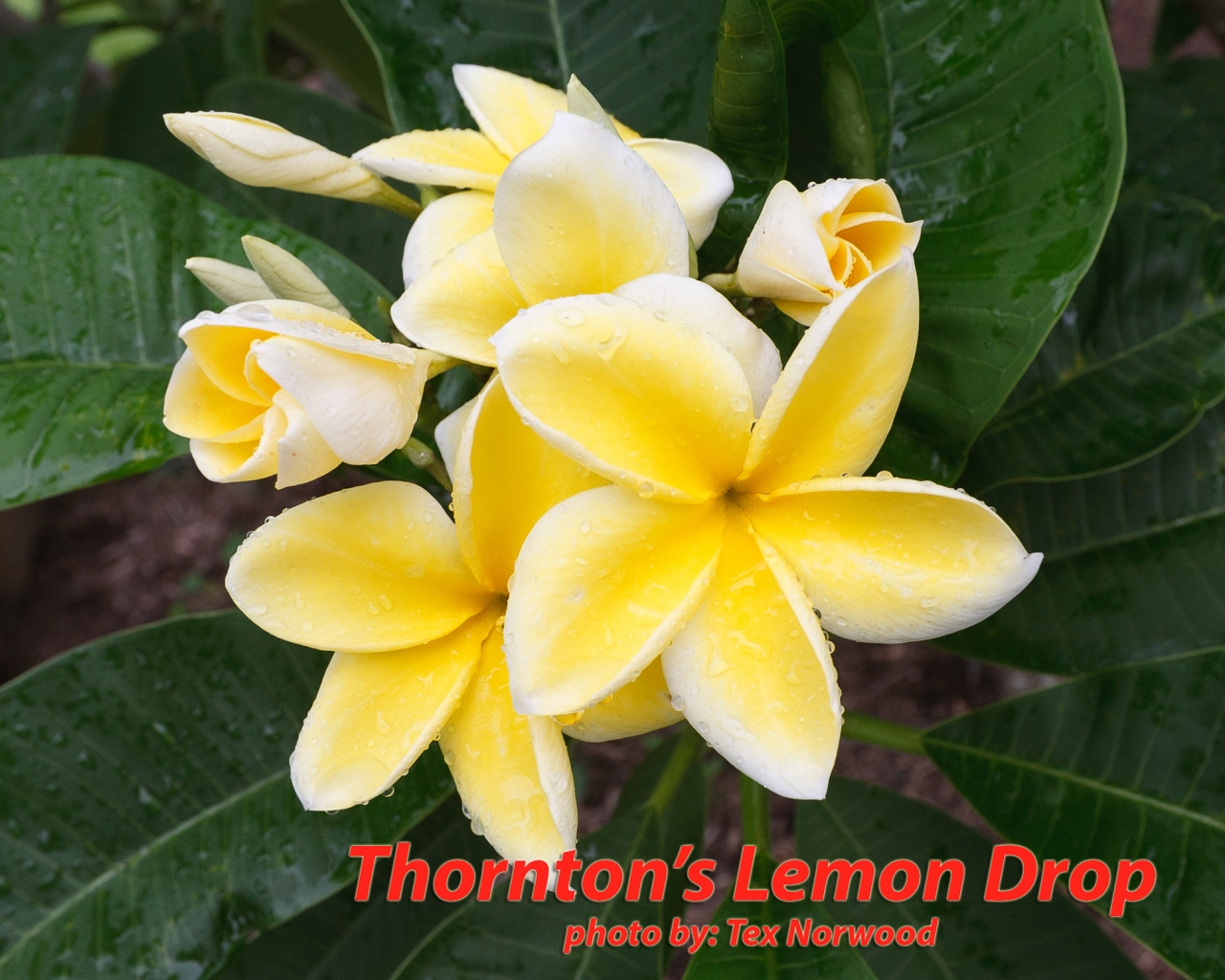 Lemon-Drop_MG_4032.jpg