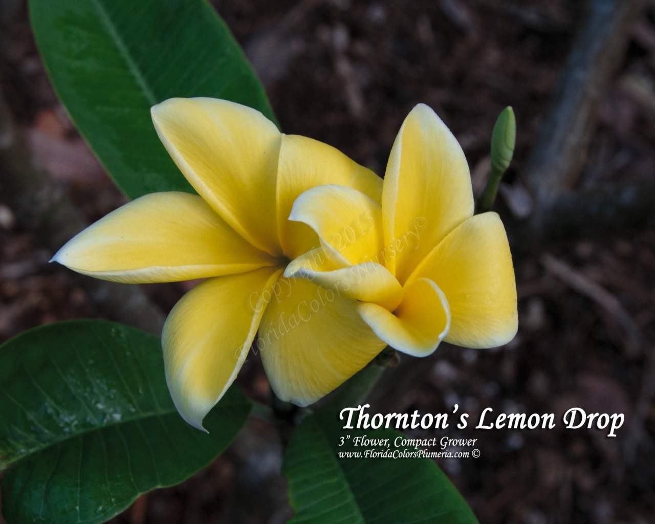 Thorntons-Lemon-Drop_9434.jpg
