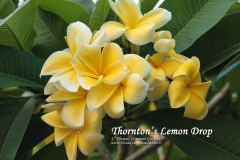 Thorntons-Lemon-Drop_0311.jpg