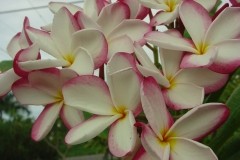 Lilly Warmtoes (7).jpg