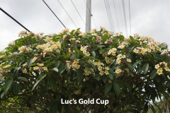 Lucs-Gold-Cup_1954.jpg