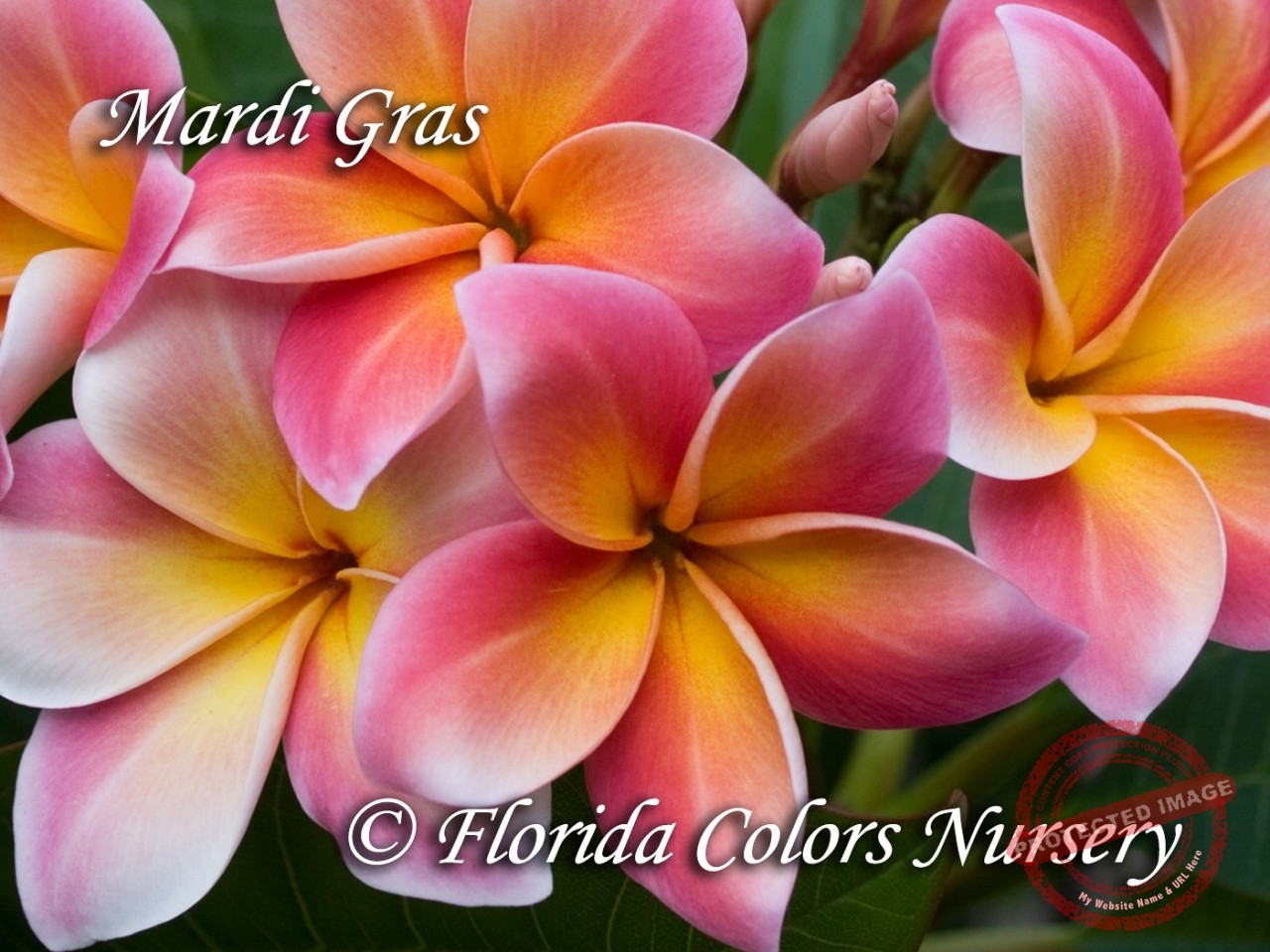 Mardi Gras - How to Grow Plumeria