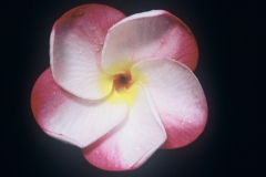 155 j_l_ pink pansy 4.jpg