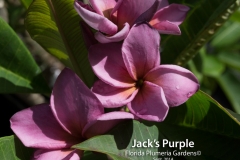 Jacks-Purple_7163.jpg