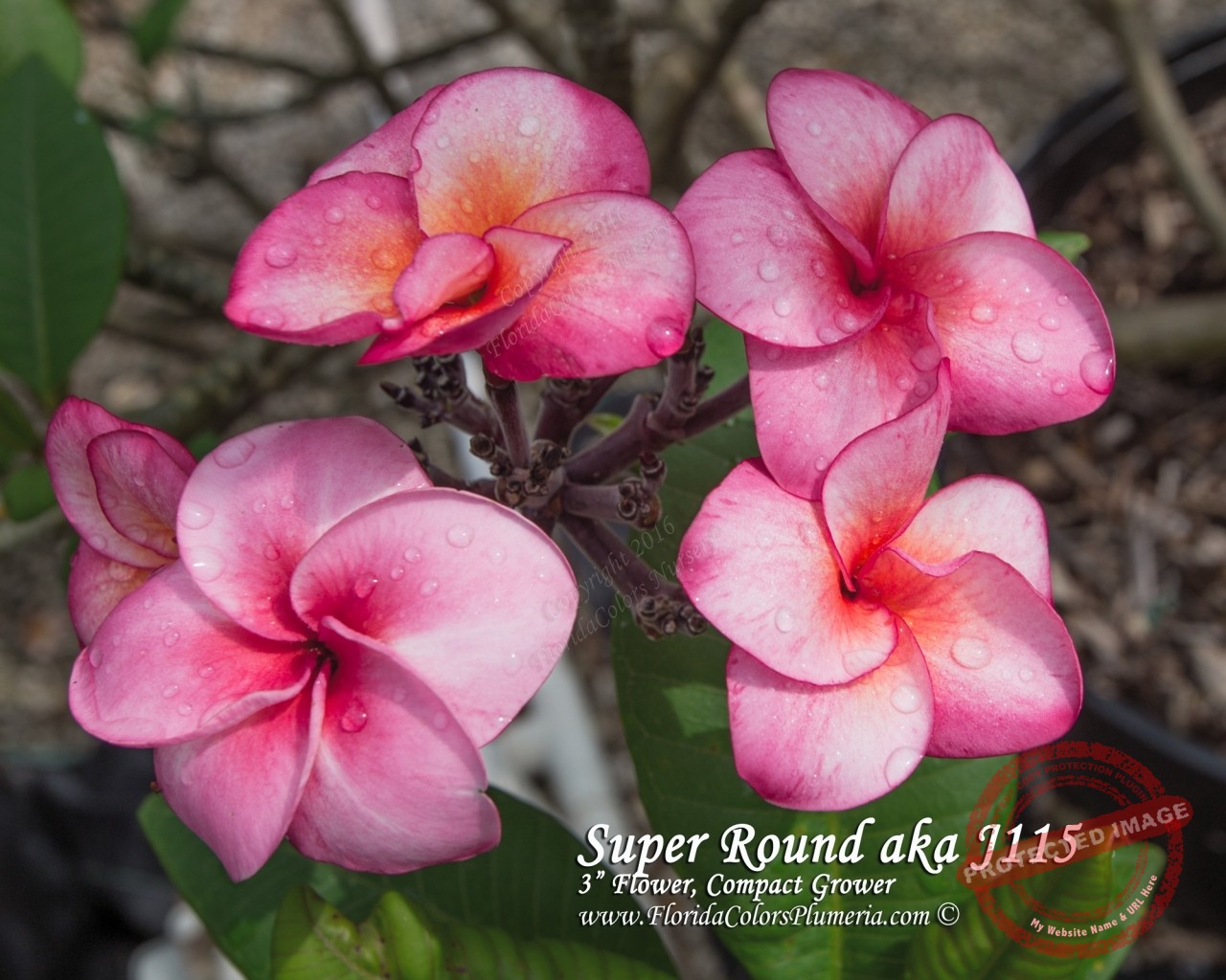 Super Round - J115 - How to Grow Plumeria