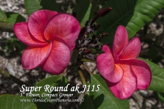 Super-Round_2247.jpg