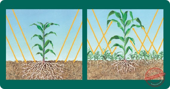 articles-plantscolor_text_3