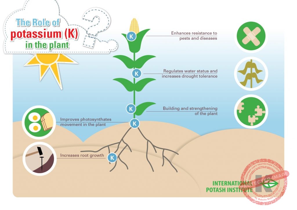 role-of-k-in-the-plant