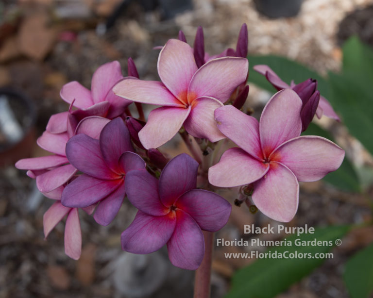 black-purple_3241