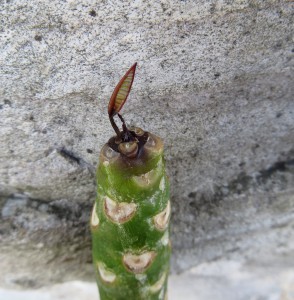 black-tip-fungus-plumeria-3-294x300