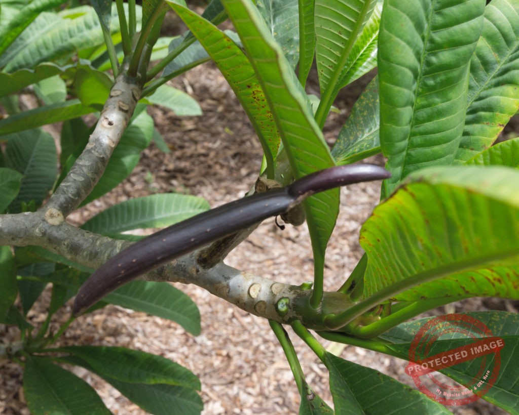 Plumeria Seed Pods - How to Grow Plumeria