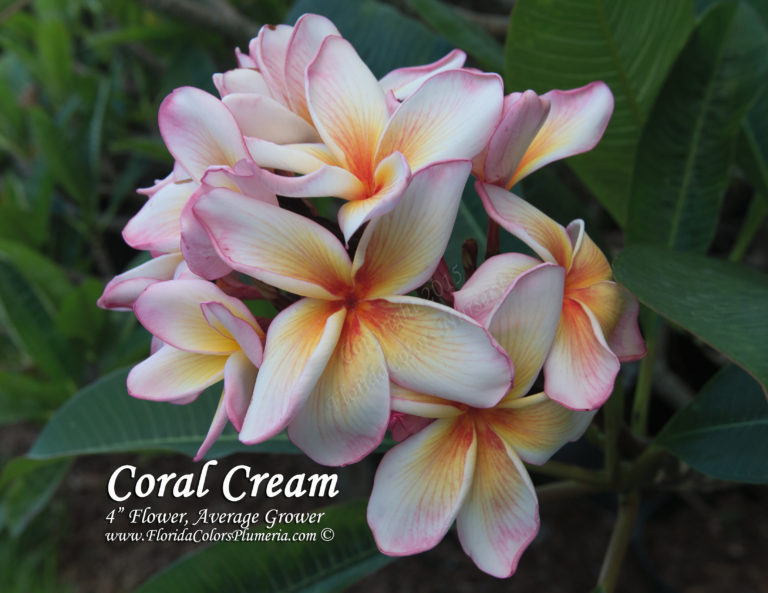 coral-cream_8335